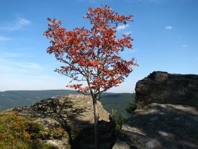 Zcenina hradu Kobertejn (Kobrtejn)