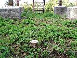 Bedla vysoká - Macrolepiota procera