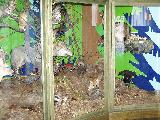 Vlastivědné muzeum v Šumperku - příroda Jesenicka