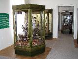 Vlastivědné muzeum v Šumperku - příroda Jesenicka