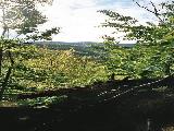 Výhled ze Šafářovy skály na rozhlednu na Borůvkové hoře