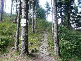 Zřícenina hradu Koberštejn - pod vrcholem kopce